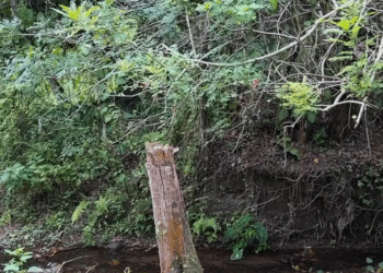 [COMPLETO] 1035H0630 Capataz le vio a la patrona y se enamoro